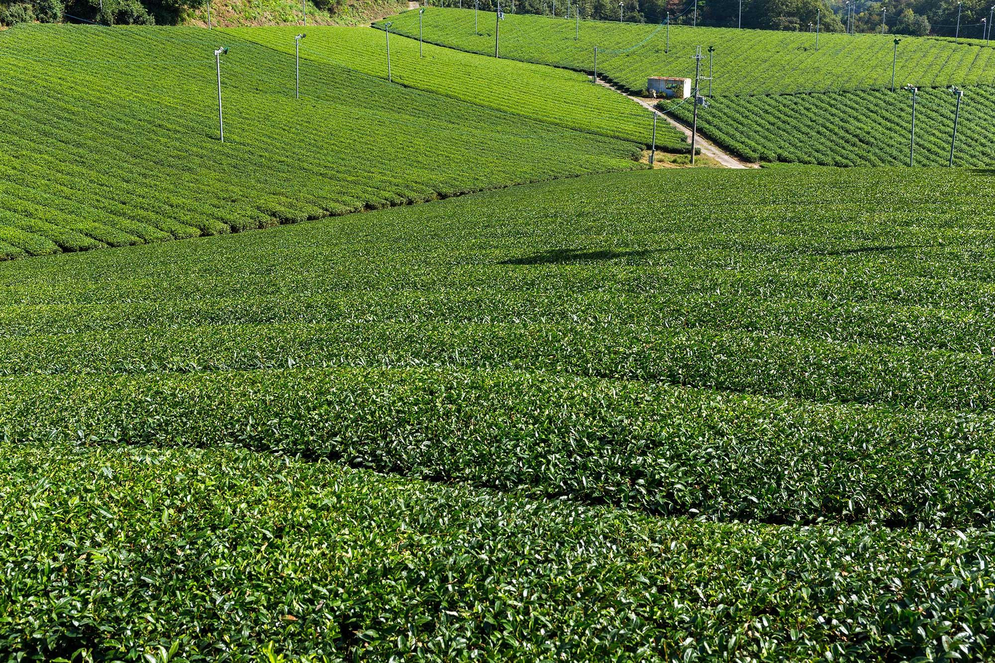 0038 Farm for Sale
